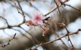 İstanbul’da yalancı bahar… Gıda fiyatları için uyarı