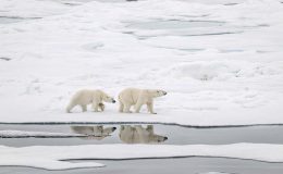 Kutup ayılarının nesli tehlike altında