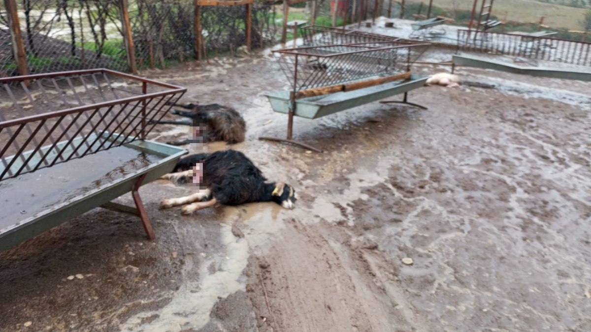 Antalya’da ikinci kez aynı ağıla saldıran köpekler bu sefer 37 küçükbaş hayvanı telef etti
