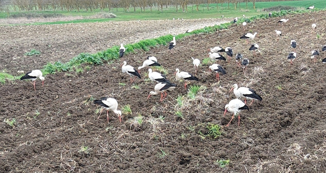 Baharın müjdecisi leylekler İstanbul’da