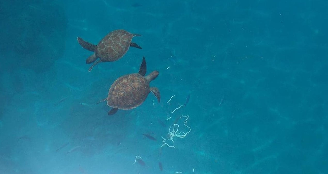 Denizin sürpriz misafirleri: Bu sefer balıkçılara eşlik ettiler