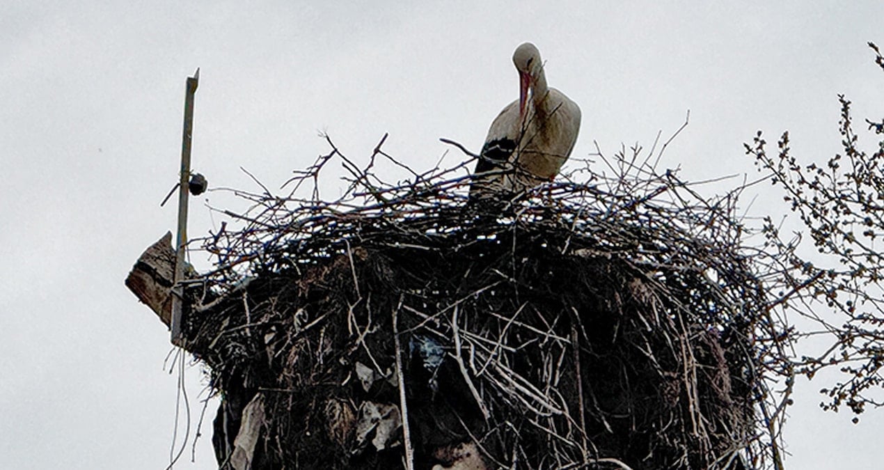 Tekirdağ’ın beklenen leylekleri geri geldi